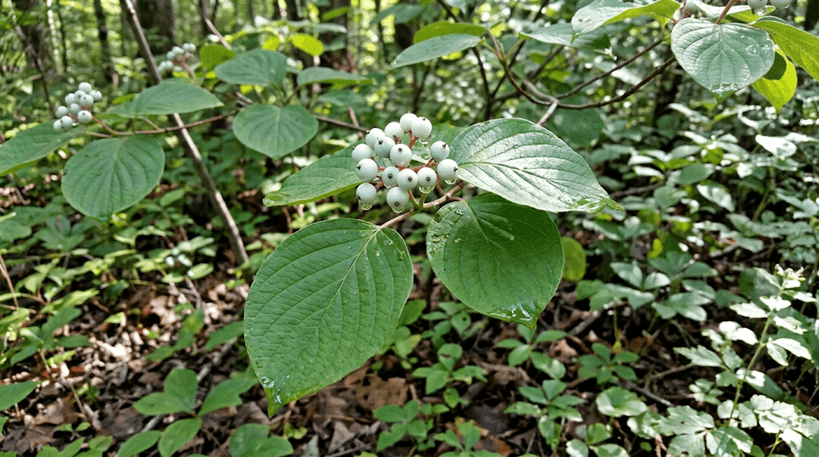 Round-leaved Dogwood